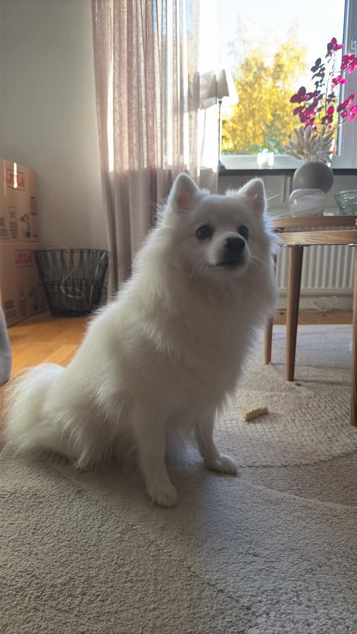 Bländvita Kennel - Japanese Spitz