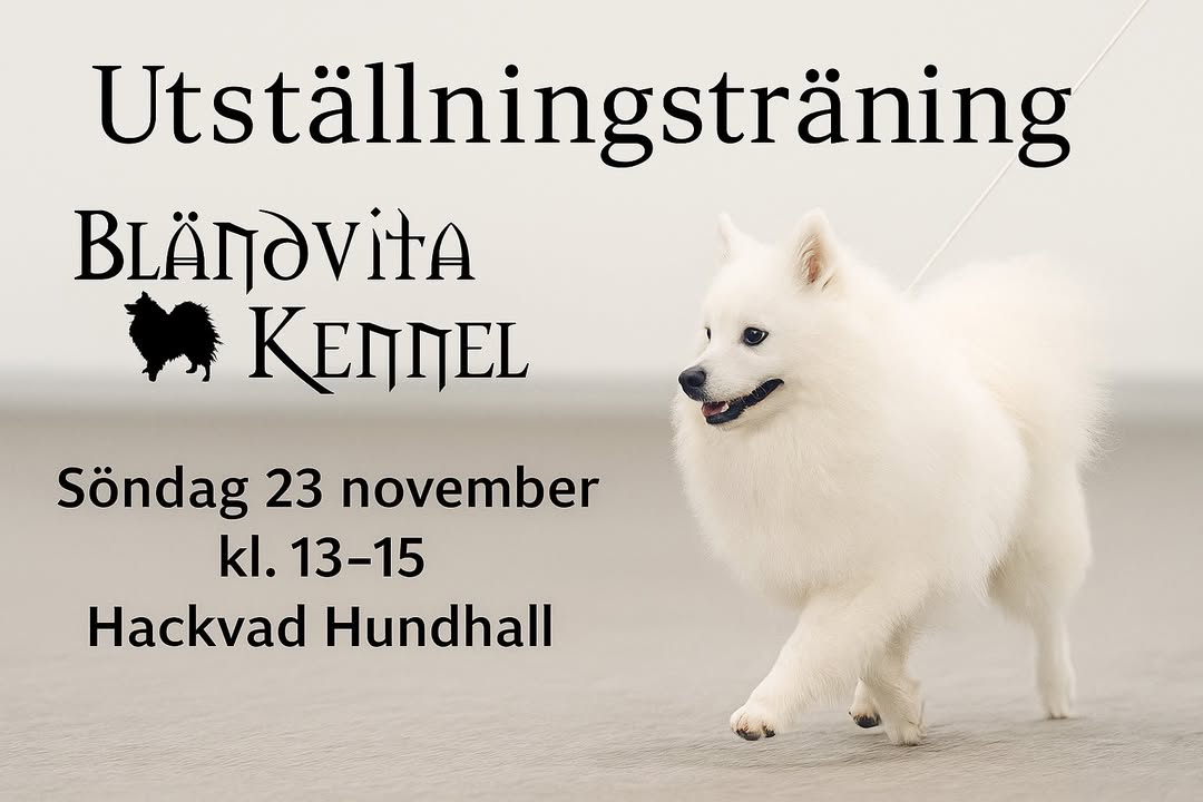 Bländvita Kennel - Japanese Spitz