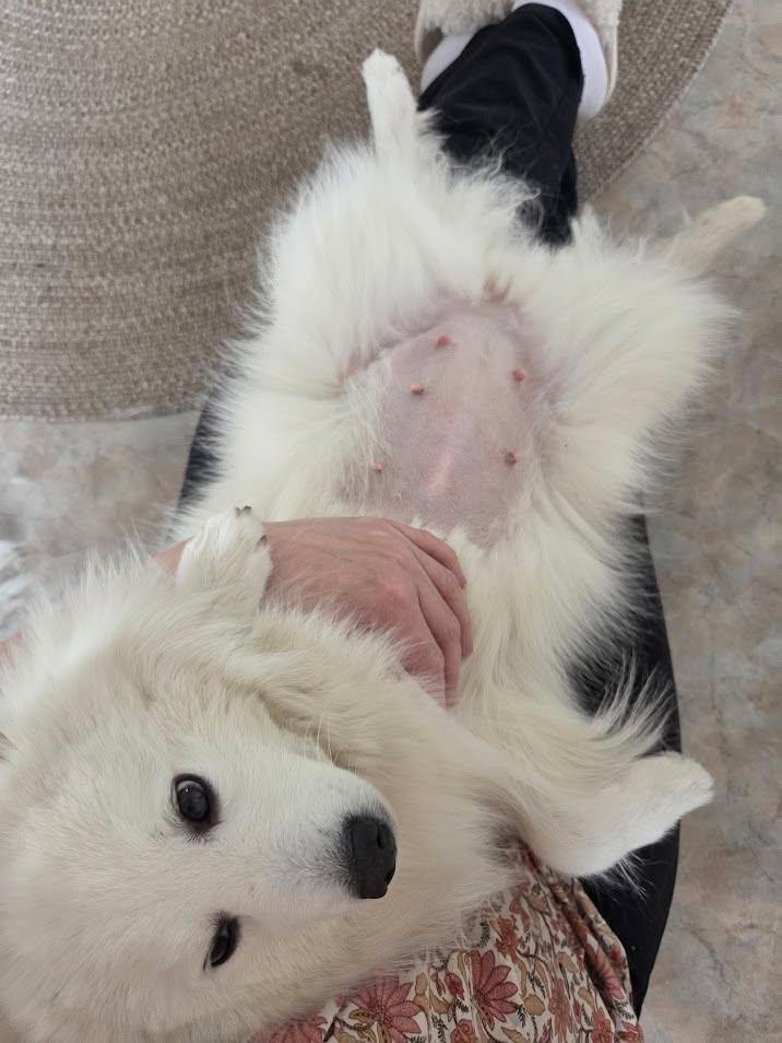 Bländvita Kennel - Japanese Spitz