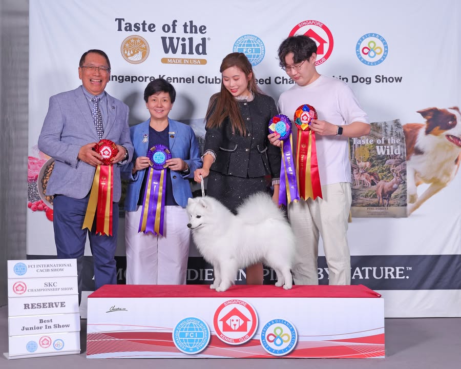 Bländvita Kennel - Japanese Spitz